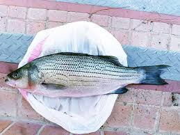 Image result for Morone saxatilis