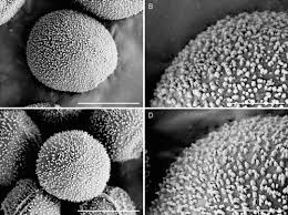 Attēlu rezultāti vaicājumam “Trichia alpina young”