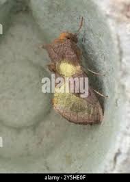 Attēlu rezultāti vaicājumam “Diachrysia tutti”