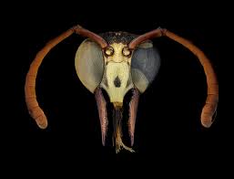 Attēlu rezultāti vaicājumam “Dianema nivale macro”