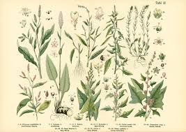 Attēlu rezultāti vaicājumam “Polygonaceae”