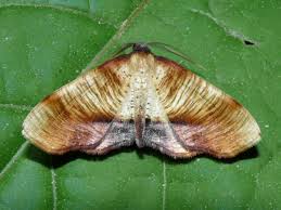 Attēlu rezultāti vaicājumam “Plagodis dolabraria”