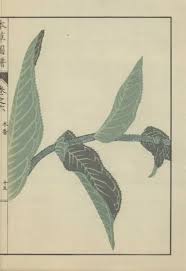 Attēlu rezultāti vaicājumam “Inula helenium leaf”