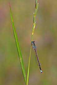 Attēlu rezultāti vaicājumam “Ischnura pumilio”