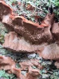 Attēlu rezultāti vaicājumam “Inonotus leporinus”