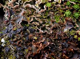 Attēlu rezultāti vaicājumam “Peltigera malacea”