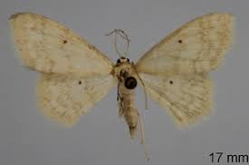 Attēlu rezultāti vaicājumam “Idaea biselata”