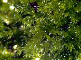 Attēlu rezultāti vaicājumam “Brachytheciastrum velutinum”