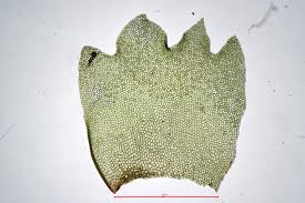 Attēlu rezultāti vaicājumam “Barbilophozia barbata”