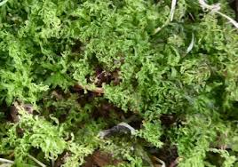 Attēlu rezultāti vaicājumam “Dicranum undulatum”