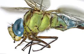 Attēlu rezultāti vaicājumam “Aeshna viridis”