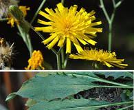 Attēlu rezultāti vaicājumam “Hieracium murorum bud”