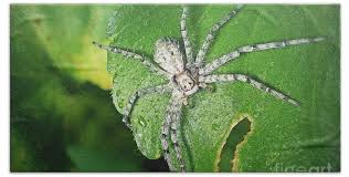 Attēlu rezultāti vaicājumam “Philodromus margaritatus”