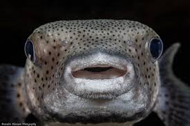 Image result for Diodon hystrix