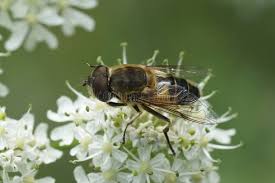 Attēlu rezultāti vaicājumam “Eristalis sp.”