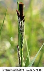 Attēlu rezultāti vaicājumam “Carex hirta male flower”