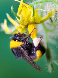 Attēlu rezultāti vaicājumam “Bombus terrestris”