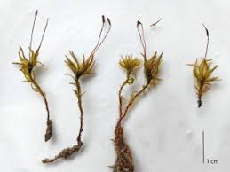 Attēlu rezultāti vaicājumam “Atrichum flavisetum”