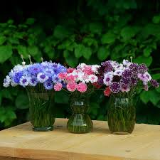 Attēlu rezultāti vaicājumam “Centaurea”