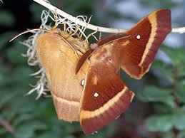 Attēlu rezultāti vaicājumam “Lasiocampa quercus imago”