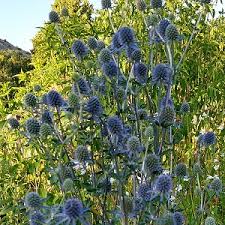 Attēlu rezultāti vaicājumam “Eryngium planum”