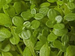 Attēlu rezultāti vaicājumam “Callitriche cophocarpa leaf”