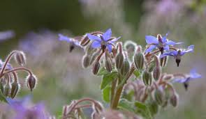 Attēlu rezultāti vaicājumam “Borago officinalis leaf”