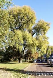 Attēlu rezultāti vaicājumam “Populus simonii”