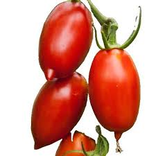 Afbeeldingsresultaat voor earliana tomato