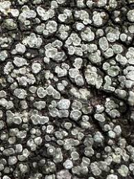 Attēlu rezultāti vaicājumam “Lecanora muralis”