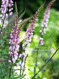 Image result for Linaria purpurea