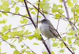 Attēlu rezultāti vaicājumam “Sylvia nisoria adult”