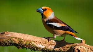 Attēlu rezultāti vaicājumam “Coccothraustes coccothraustes”