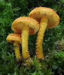 Attēlu rezultāti vaicājumam “Pholiota flammans”