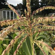 Attēlu rezultāti vaicājumam “Zea mays female flower”