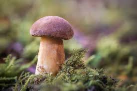 Attēlu rezultāti vaicājumam “Triphragmium ulmariae”