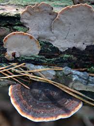 Attēlu rezultāti vaicājumam “Ischnoderma benzoinum”