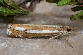 Attēlu rezultāti vaicājumam “Crambus silvella”