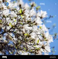 Attēlu rezultāti vaicājumam “Magnolia kobus flower”