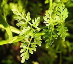 Attēlu rezultāti vaicājumam “Oenothera rubricauli leaf”
