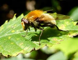 Attēlu rezultāti vaicājumam “Arctophila superbiens”