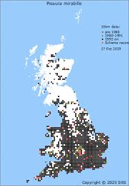 Attēlu rezultāti vaicājumam “Pisaura mirabilis cocoon”