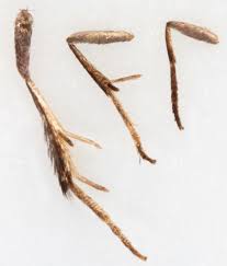 Attēlu rezultāti vaicājumam “Incurvaria praelatella”