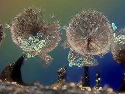 Attēlu rezultāti vaicājumam “Diderma roanense macro”