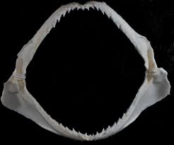 Image result for Rhizoprionodon terraenovae