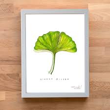 Attēlu rezultāti vaicājumam “Ginkgo biloba leaf”