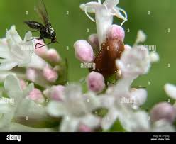 Attēlu rezultāti vaicājumam “Cychramus luteus”