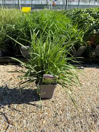 Attēlu rezultāti vaicājumam “Briza media”