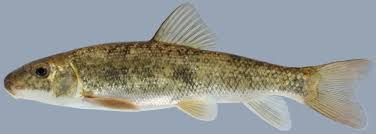 Image result for Catostomus commersonii