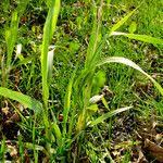 Attēlu rezultāti vaicājumam “Elymus caninus fruit”